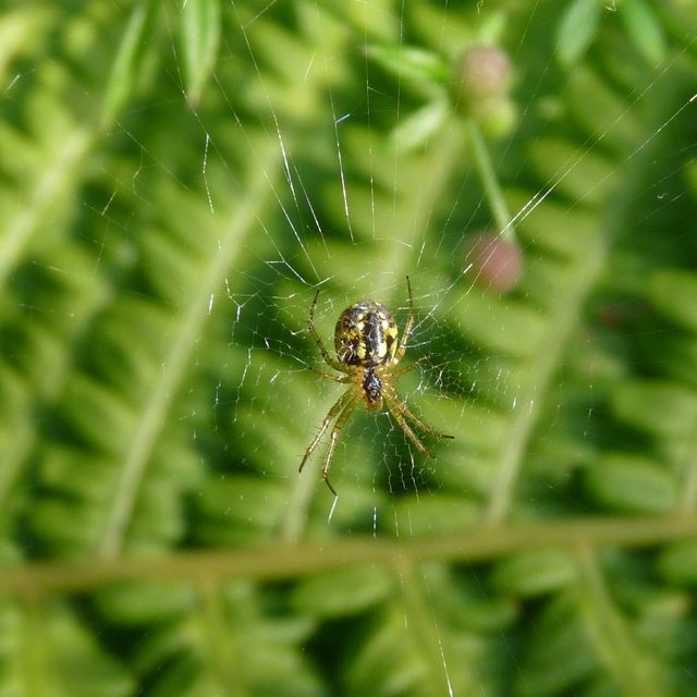 Eine Kreuzspinne