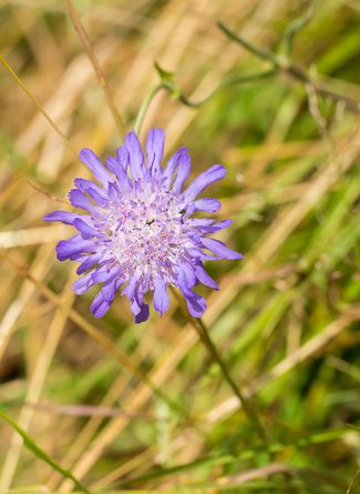 Acker-Witwenblume