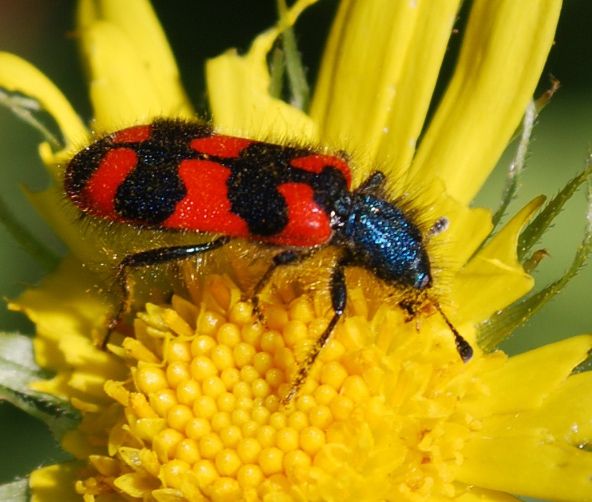 Doronicum pardalianches, Westlicher Bienenkäfer