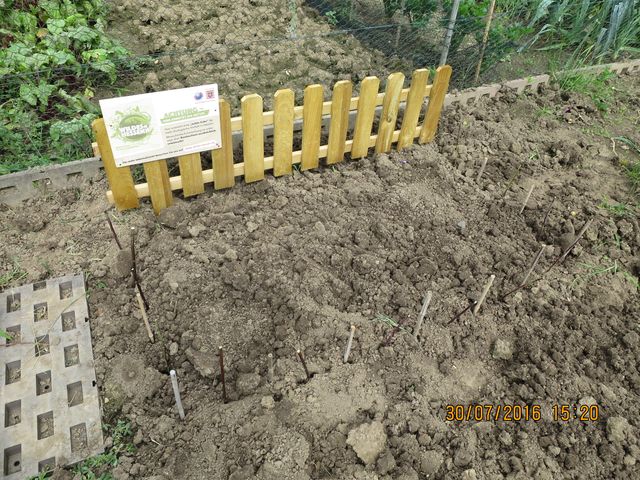 Wilde Schrebergarten-Ecke