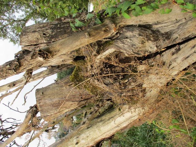 Rasselberg abgestorbener Obstbaum (2)