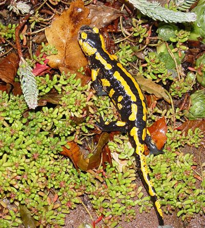 Salamander