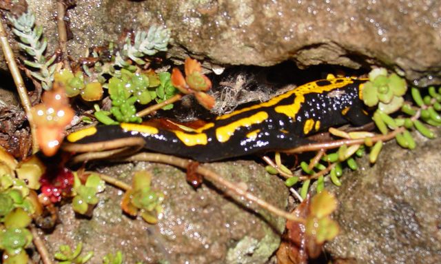 Salamander