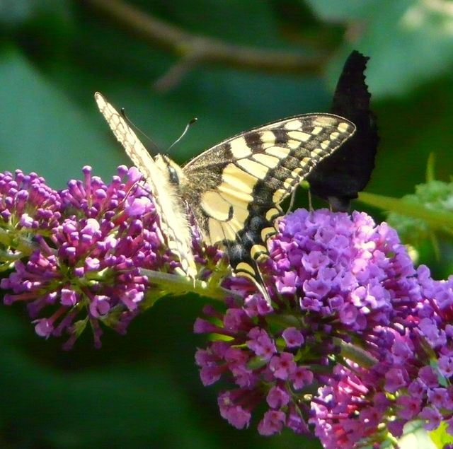 Schmetterling