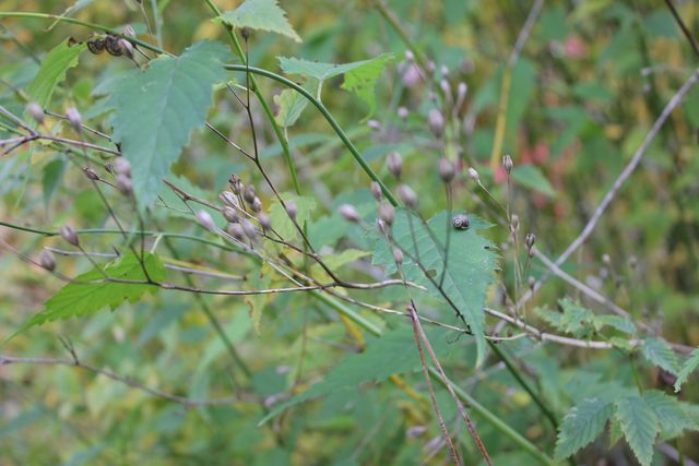 Ende Oktober - Schnecken