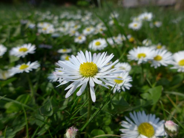 Gänseblümchen anstatt Rasen