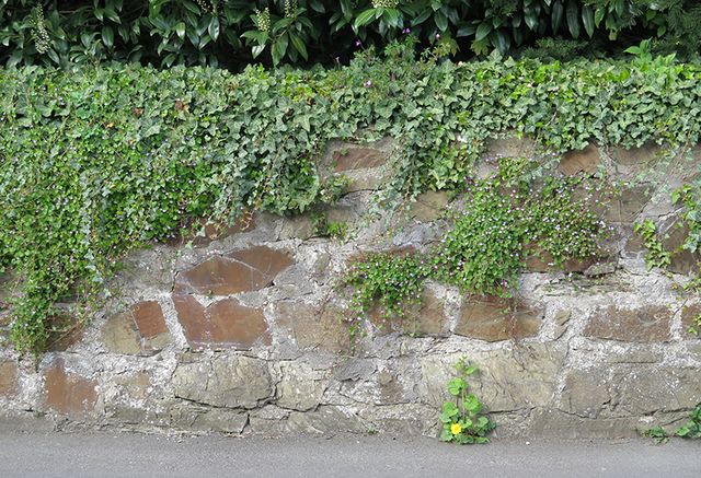 Blühende Friedhofsmauer 