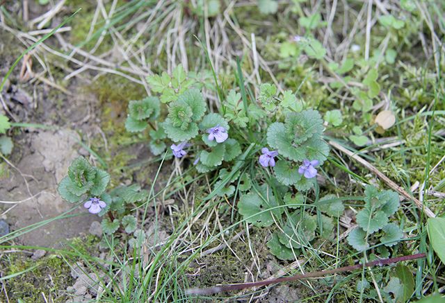 Blütenvielfalt im wilden Garten