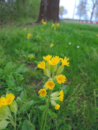 Echten Schlüsselblume