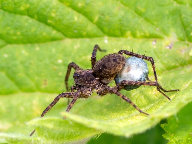 Spinne mit Brut