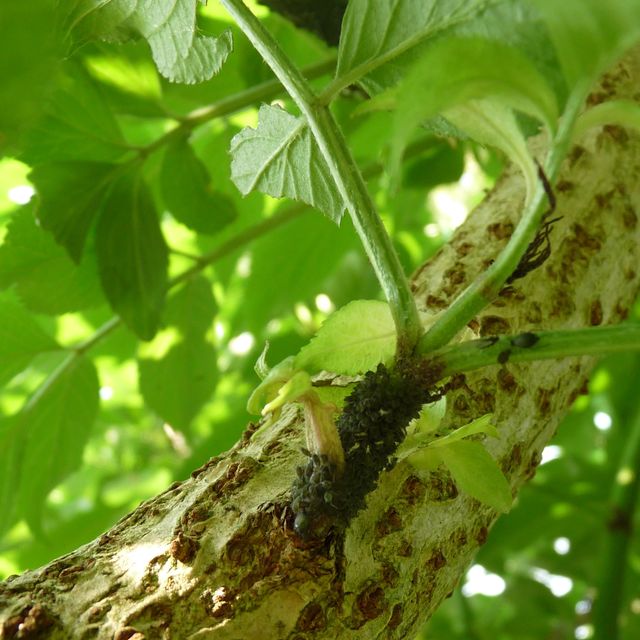 Blattläuse am Holunderbaum