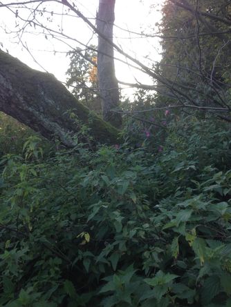 Alter bewachsener Baum