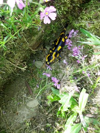 Feuersalamander