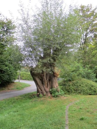 Brühlsbachstraße Weidentorso (1)