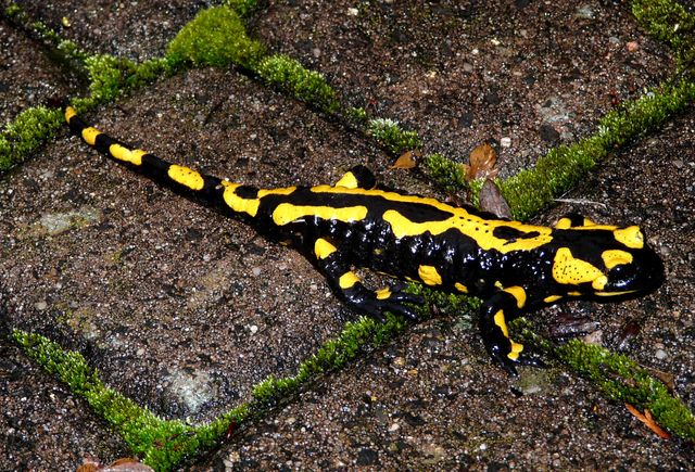 Salamander