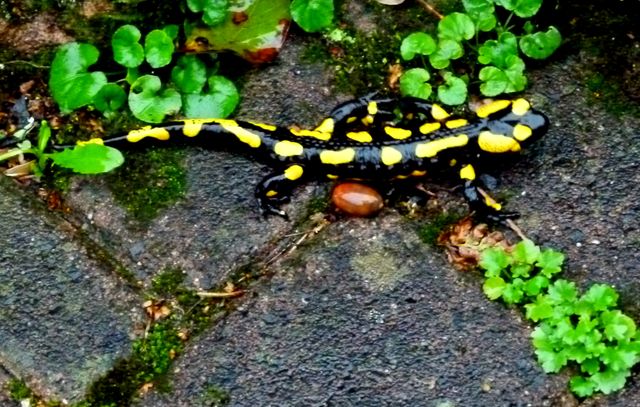 Salamander