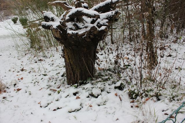 Schnee Anfang Januar