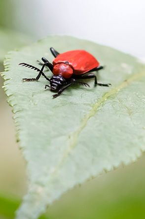 Scharlachroter Feuerkäfer