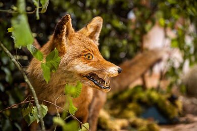 Ausstellung im Naturparkzentrum Habichtswald © offenblende.de