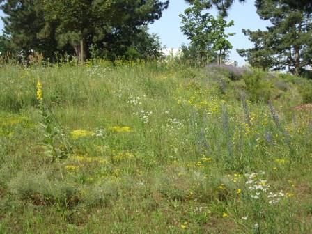 Wildwiese hinter Kreishaus in Kranichstein