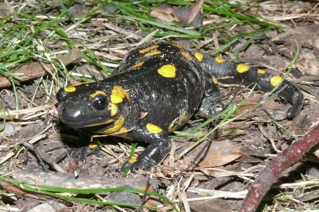 Feuersalamander