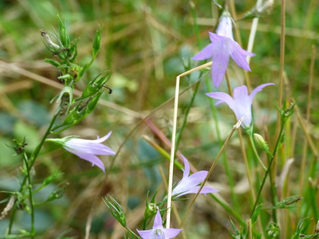 Rapunzelglockenblume