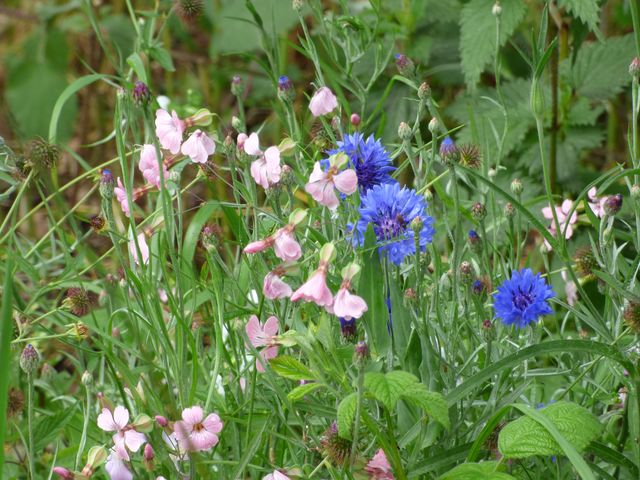 Blumenwiese