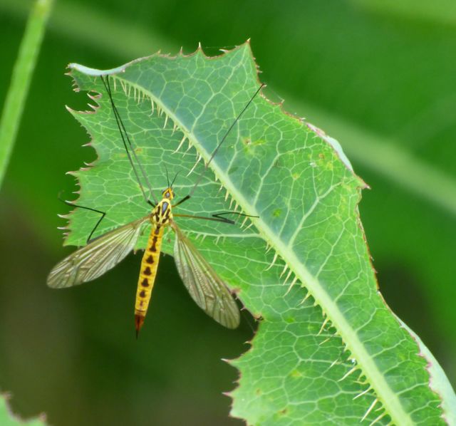 Wiesenschnake