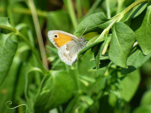 Schmetterling