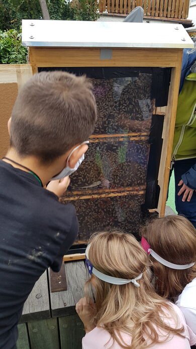 Bienen in der Pestalozzischule Nauheim © ifok GmbH