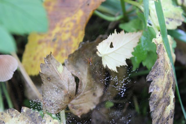 Ende Oktober - Spinne