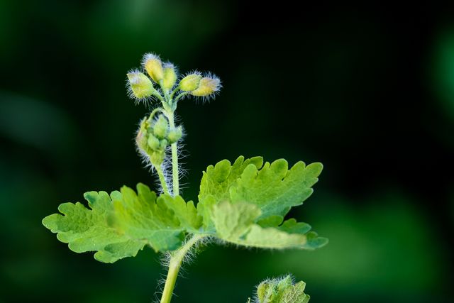 Schöllkraut Blüte