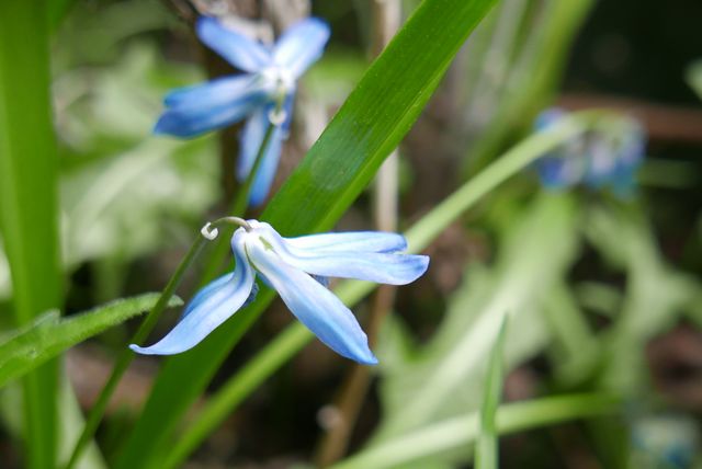 Sibirische Blausternchen