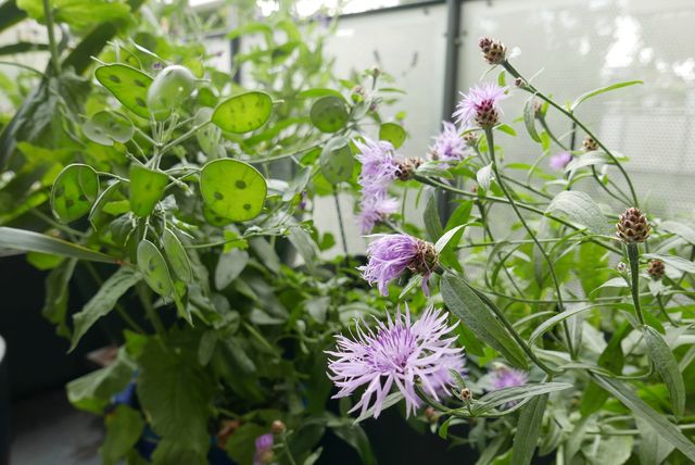 Wiesenflockenblumen und Mondviole