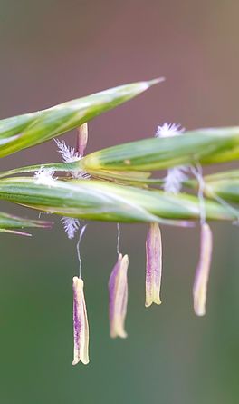 Grassamenblüte/-Samen