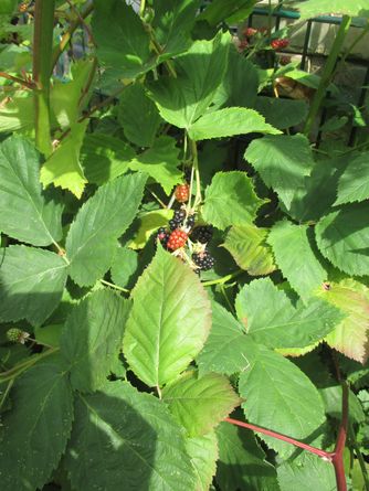 Brombeeren