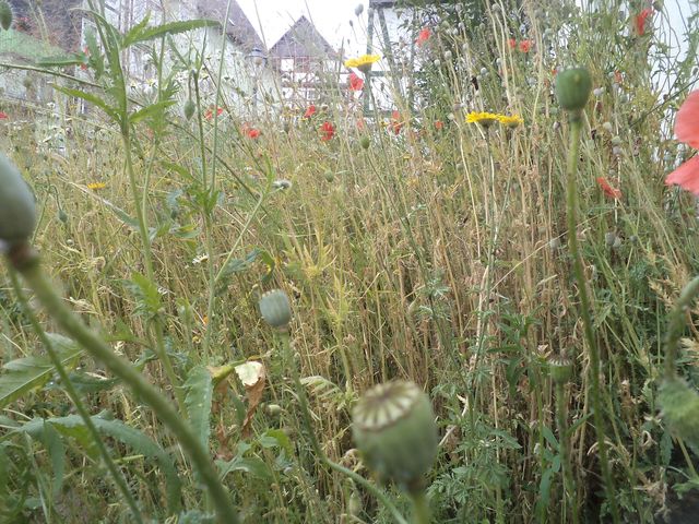 Wildblumenwiese im Sommer