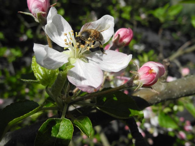 Fleißiges Bienchen