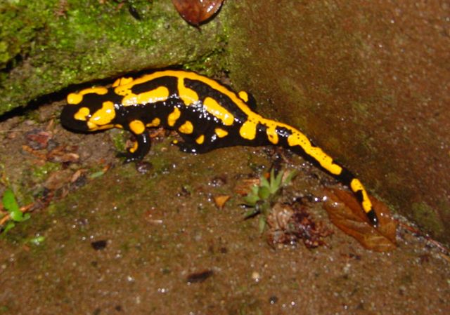 Salamander