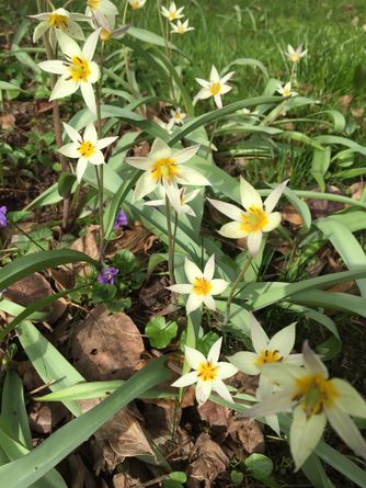 Turkestanische Tulpen