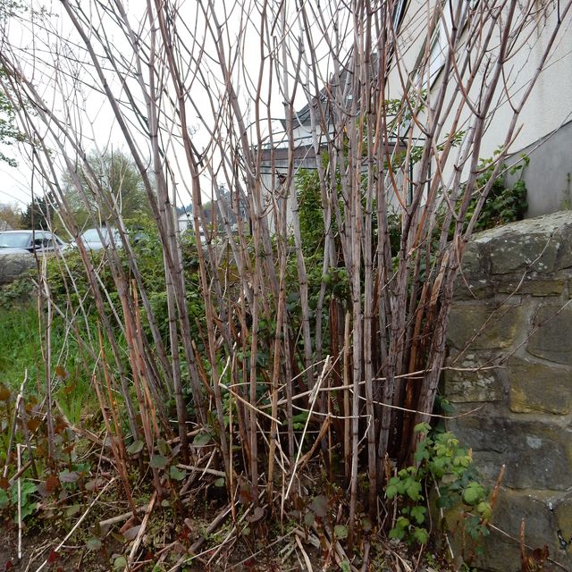 Wilde Ecke in Herborn- Hinter dem Haus der Kirche und Diakonie