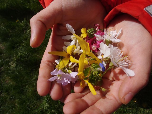 Blüten des Schulhofes