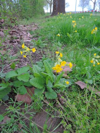 Echten Schlüsselblume 