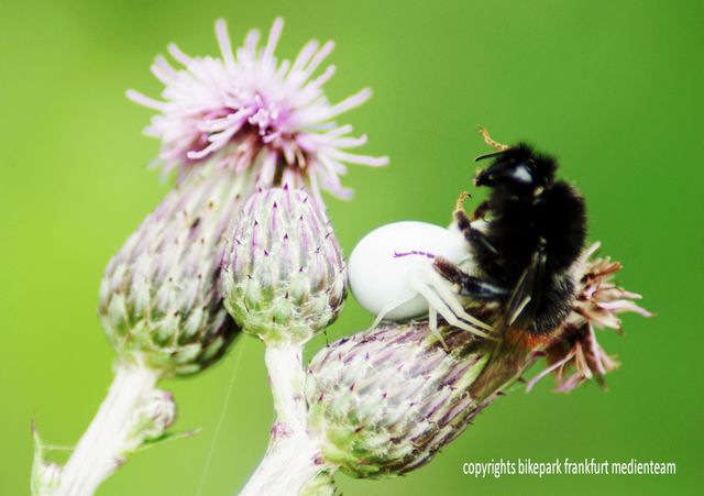 Spinne vs Hummel 