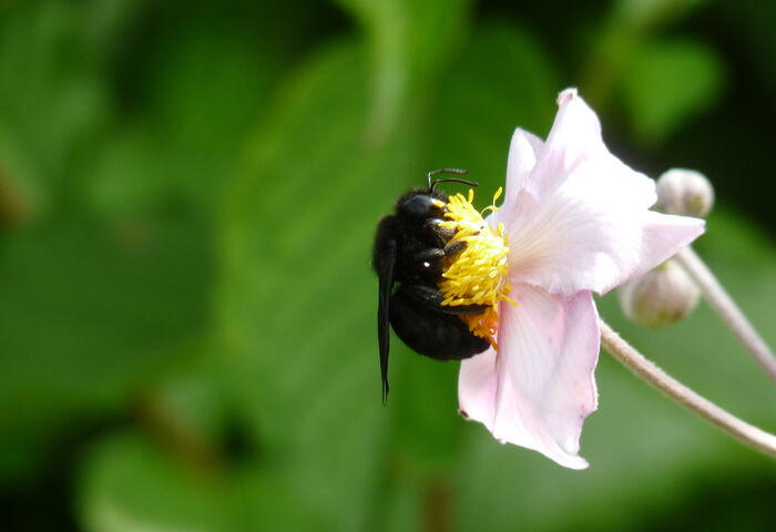 Themenbild Holzbiene