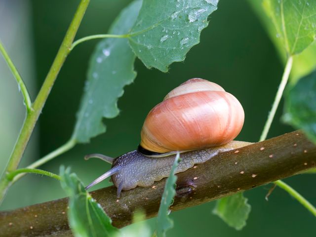 Bänderschnecke