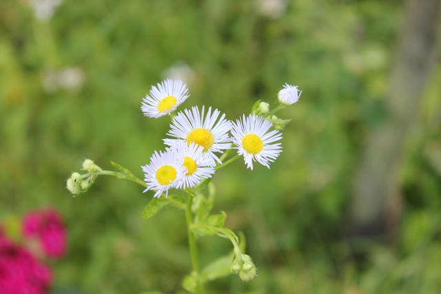 Sommerblume