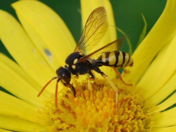 Doronicum pardalianches, Feld-Wespenbiene