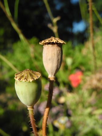 Klatschmohn