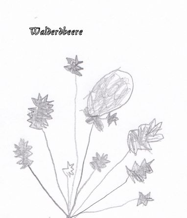 Walderdbeeren